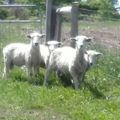 Raising Sheep Again 20 Years Later